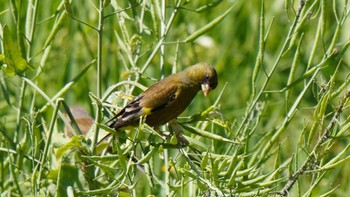 Grey-capped Greenfinch 水無瀬川緑道(豊田市) Mon, 5/1/2023