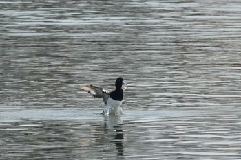 コスズガモ 葛西臨海公園 2023年5月18日(木)