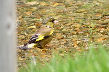 Grey-capped Greenfinch 岡山県 Thu, 5/18/2023