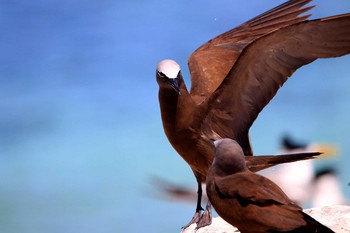 Brown Noddy Layang Layang Island Sat, 5/5/2018