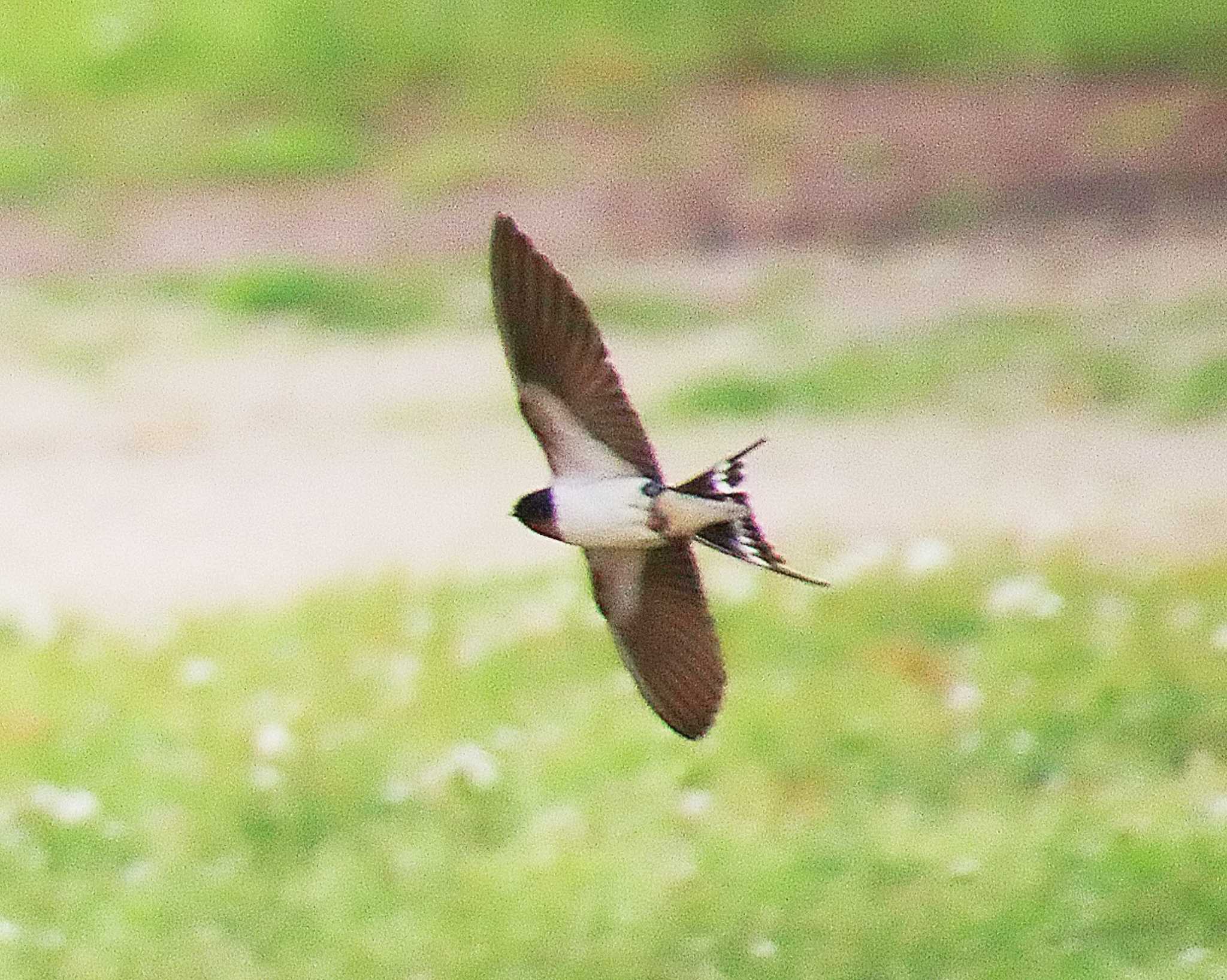 Barn Swallow