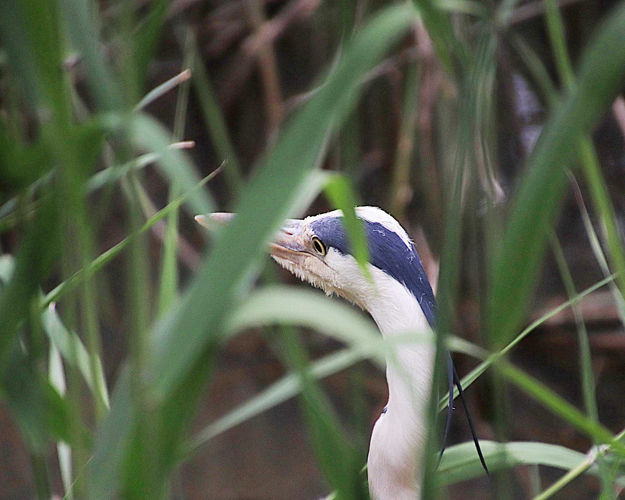 Grey Heron