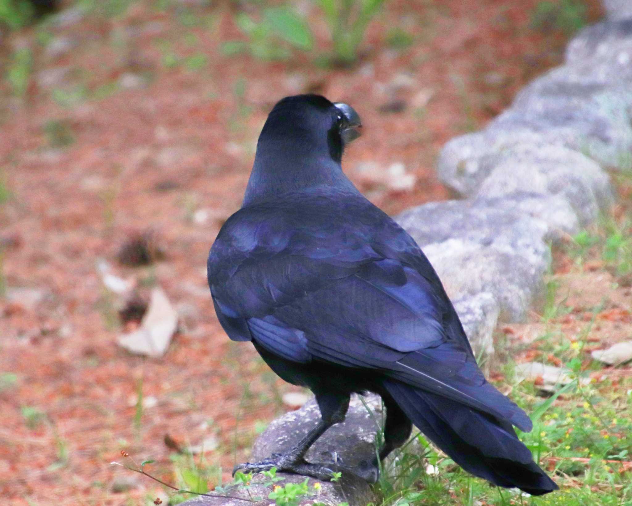 Carrion Crow