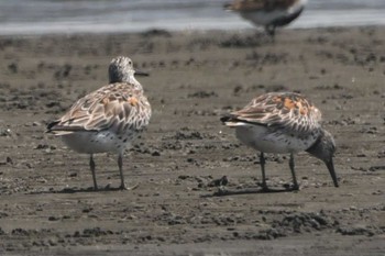 オバシギ ふなばし三番瀬海浜公園 2023年5月18日(木)