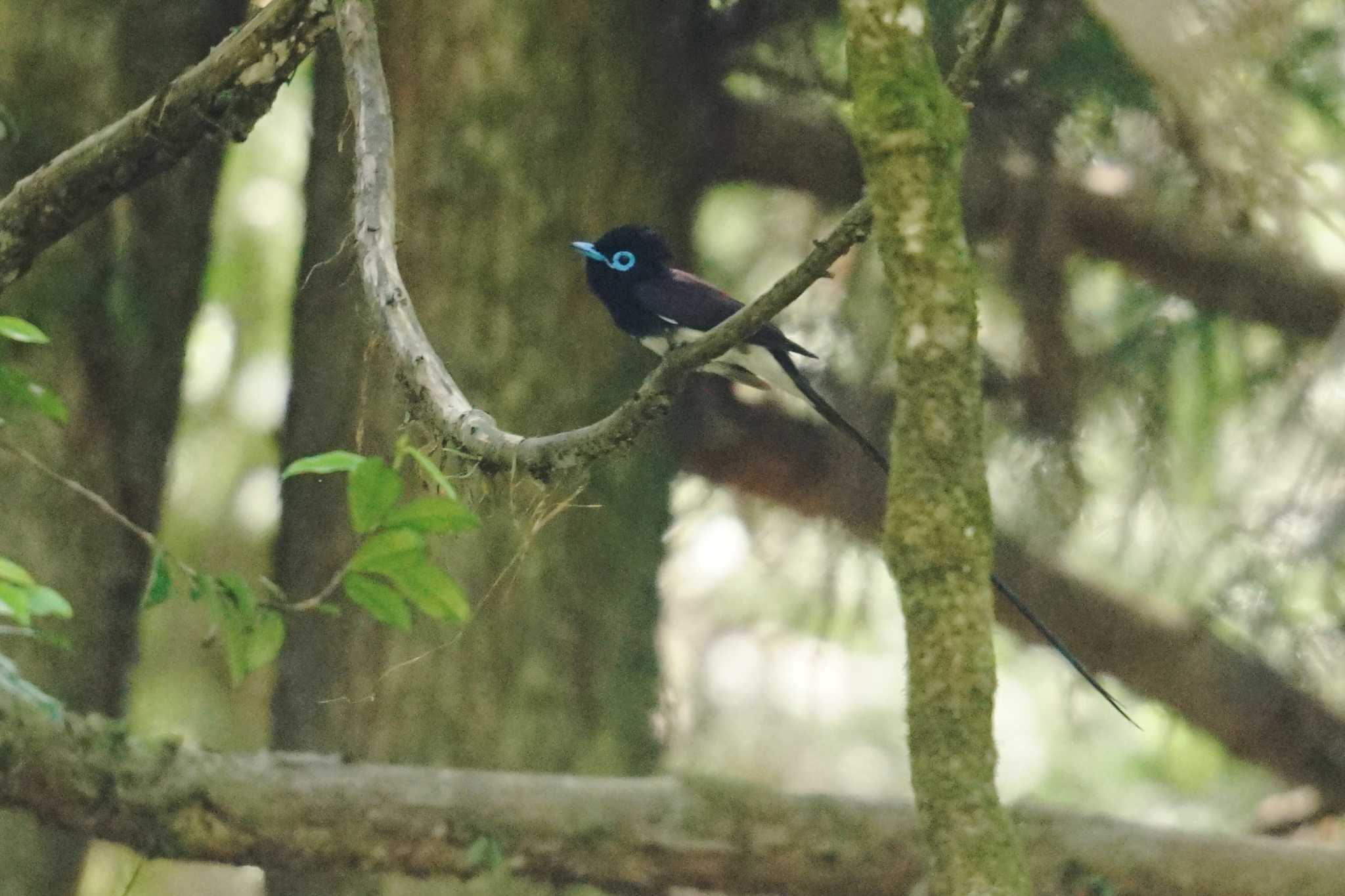 Photo of Black Paradise Flycatcher at 八王子 by しそのは