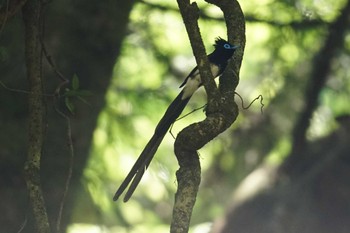 サンコウチョウ 八王子 2023年5月18日(木)