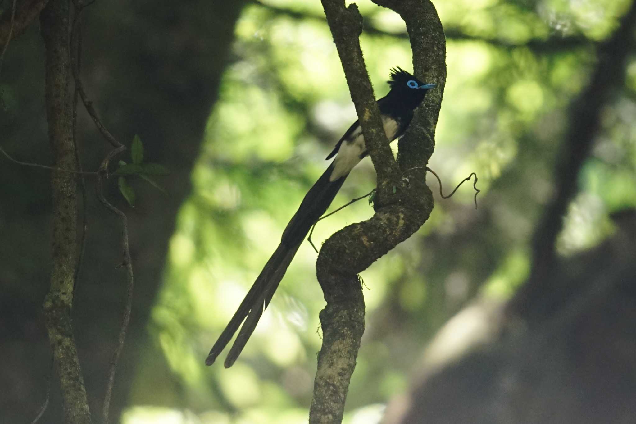 Photo of Black Paradise Flycatcher at 八王子 by しそのは