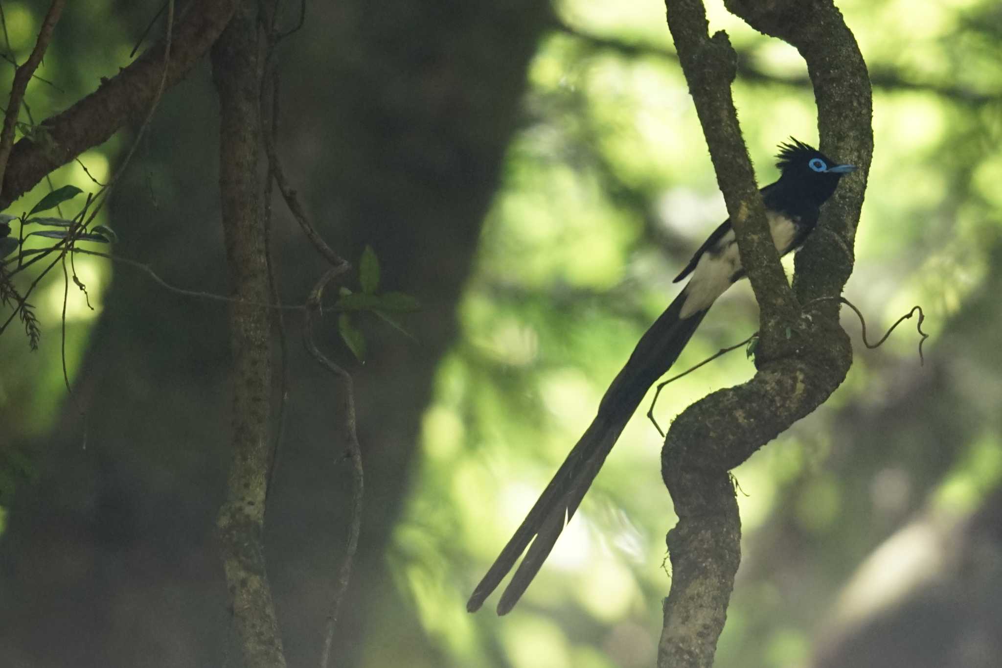 Photo of Black Paradise Flycatcher at  by しそのは
