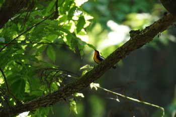 Narcissus Flycatcher 八王子 Thu, 5/18/2023