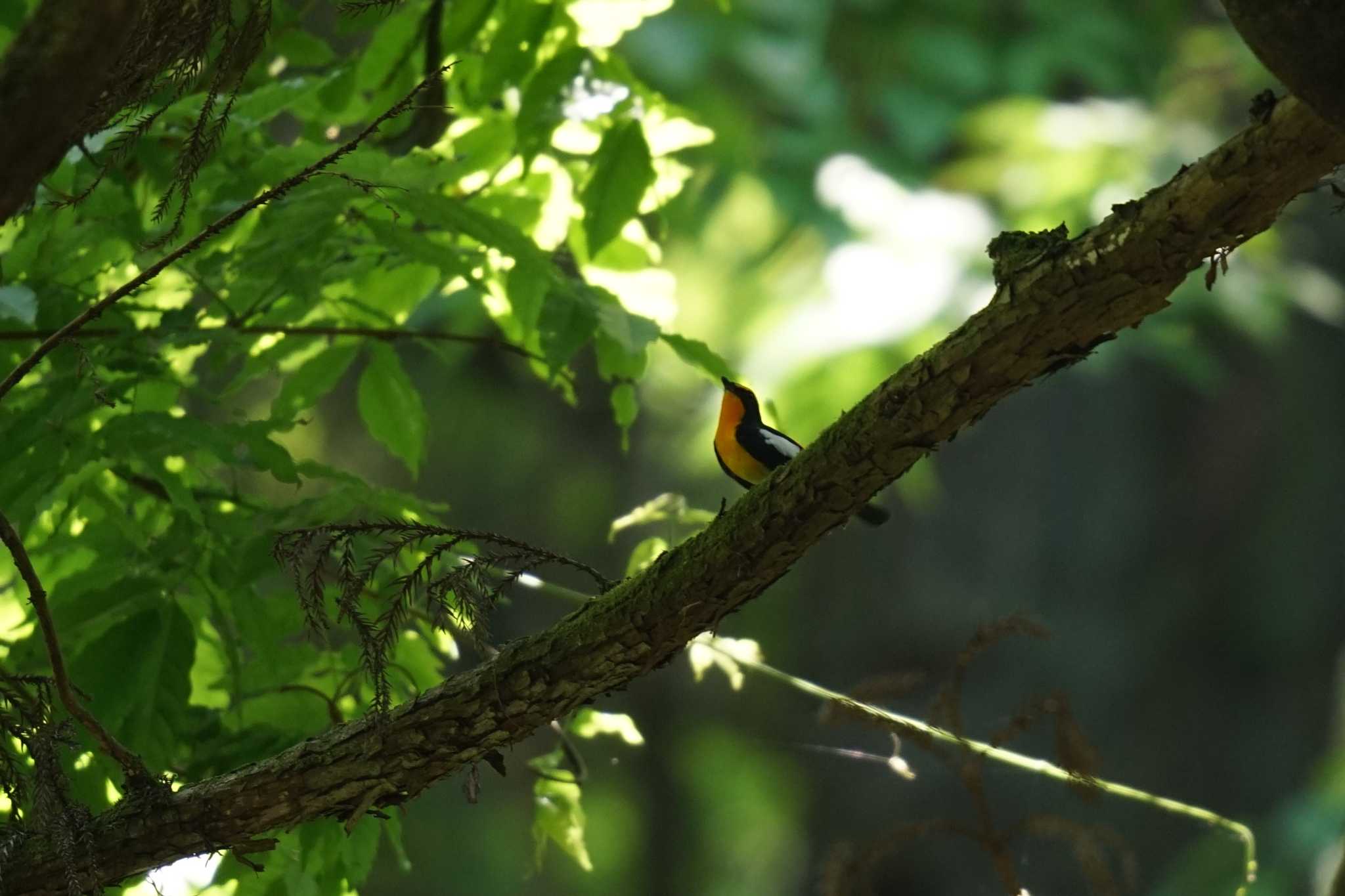 Photo of Narcissus Flycatcher at 八王子 by しそのは