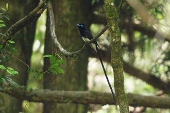 Black Paradise Flycatcher Unknown Spots Thu, 5/18/2023