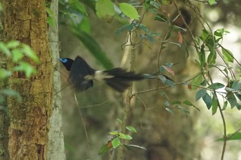 Black Paradise Flycatcher 八王子 Thu, 5/18/2023