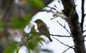 Warbling White-eye 八郎沼公園 Fri, 5/5/2023