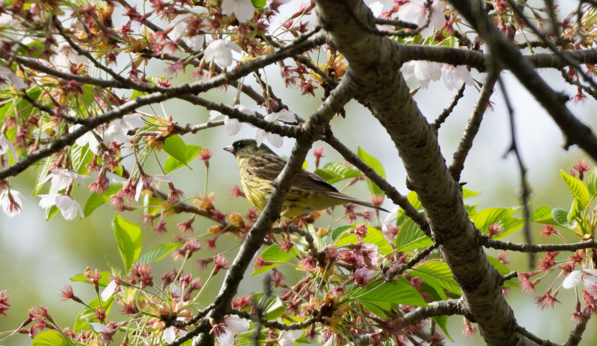 Photo of Masked Bunting at 八郎沼公園 by マルCU