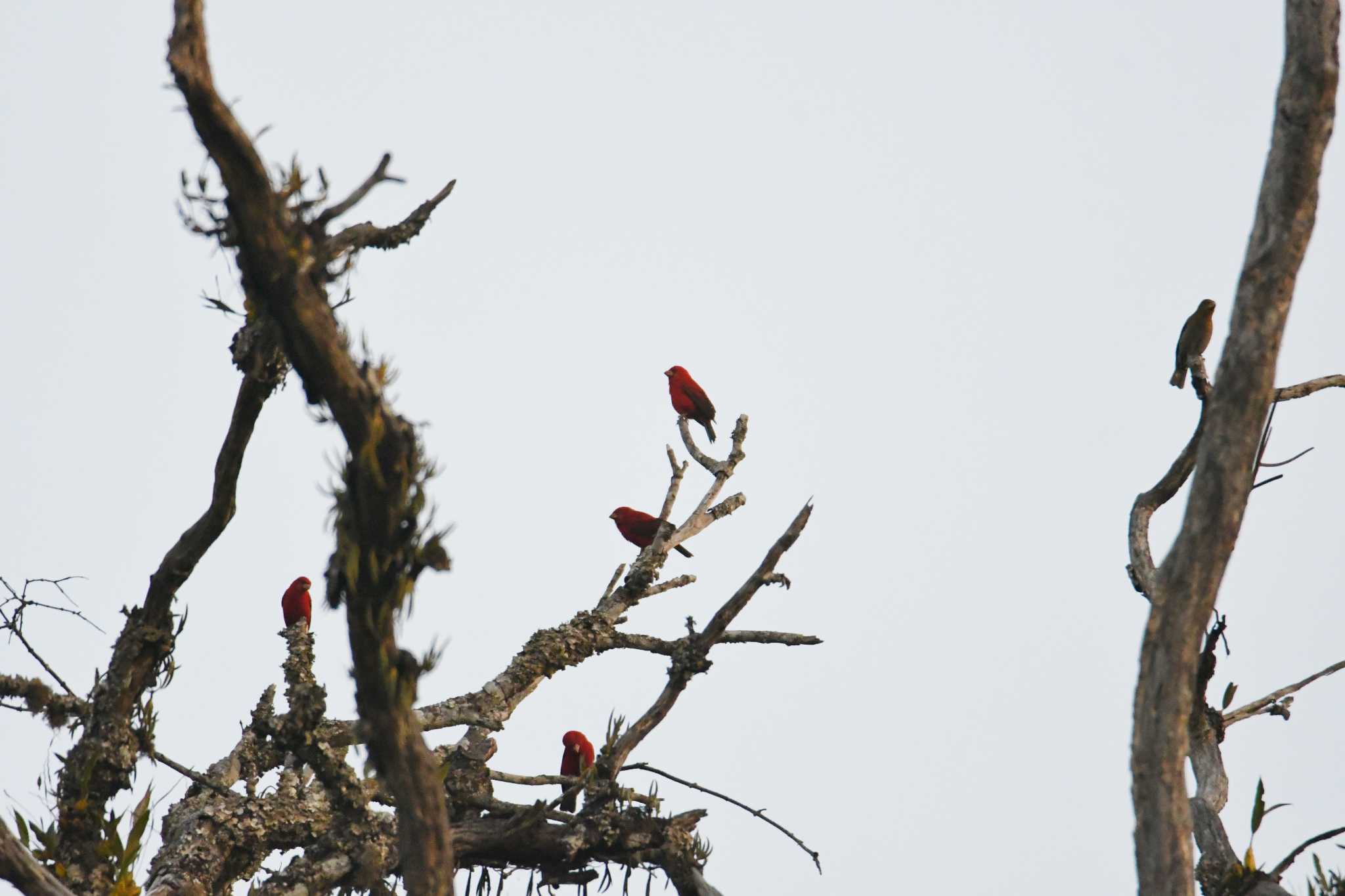 Photo of Scarlet Finch at Doi Sanju by あひる