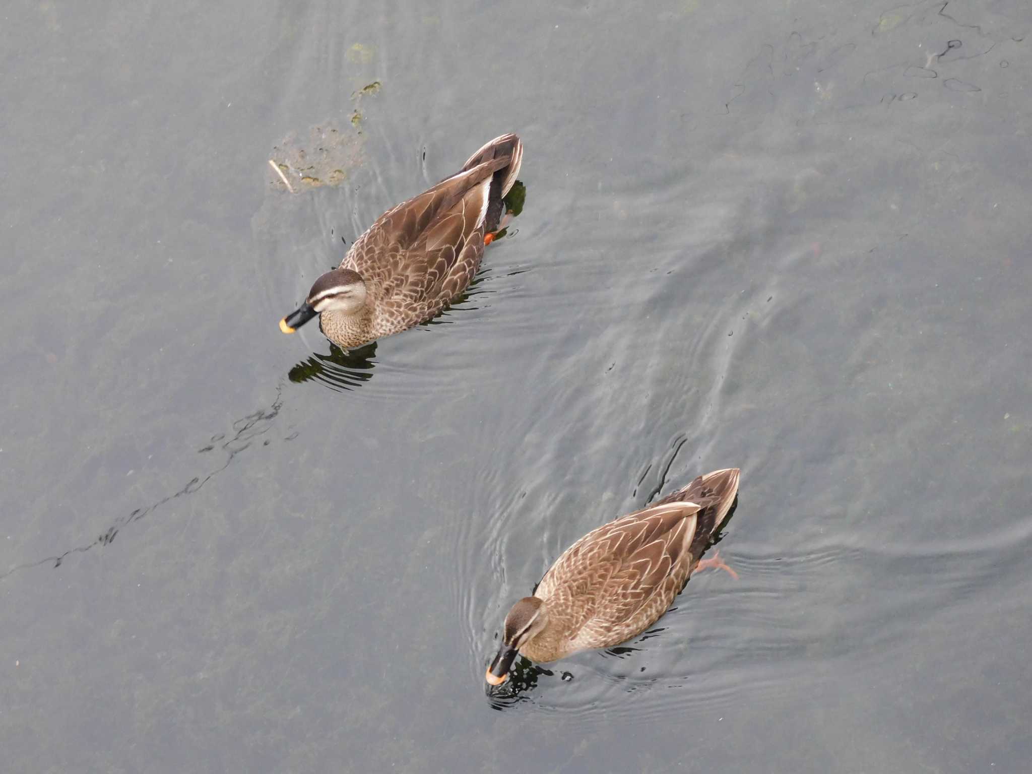 平和の森公園、妙正寺川 カルガモの写真 by woodnote1957