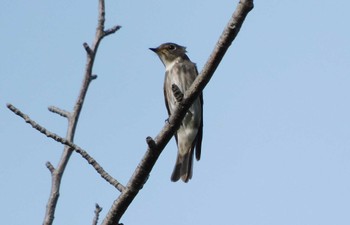 2023年5月18日(木) 平和の森公園、妙正寺川の野鳥観察記録