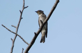 サメビタキ 平和の森公園、妙正寺川 2023年5月18日(木)