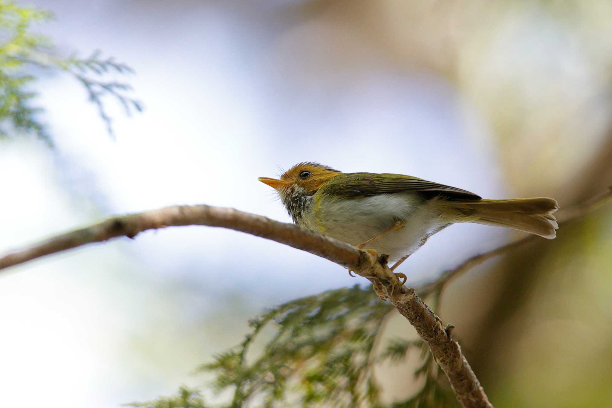 Photo of Rufous-faced Warbler at 大雪山林道(台湾) 42km by Hatamoto Akihiro