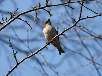 Russet Sparrow Senjogahara Marshland Wed, 5/10/2023