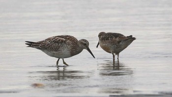 オバシギ ふなばし三番瀬海浜公園 2019年9月1日(日)