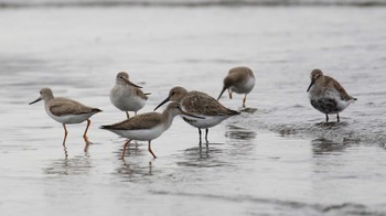 ハマシギ ふなばし三番瀬海浜公園 2019年9月1日(日)