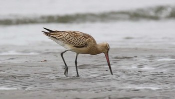 Bar-tailed Godwit(menzbieri) Sambanze Tideland Sun, 9/1/2019