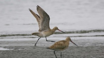 Bar-tailed Godwit(menzbieri) Sambanze Tideland Sun, 9/1/2019