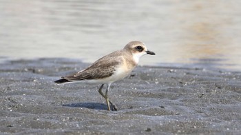 メダイチドリ ふなばし三番瀬海浜公園 2019年9月1日(日)