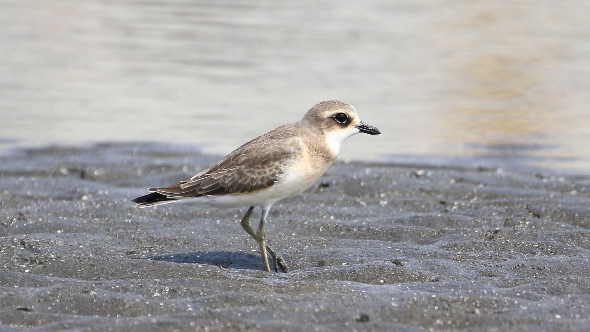 ふなばし三番瀬海浜公園 メダイチドリの写真 by k honma