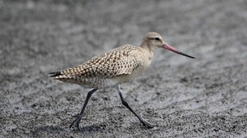 オオソリハシシギ ふなばし三番瀬海浜公園 2019年9月1日(日)