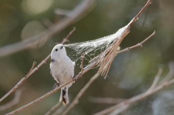 シマエナガ 鳥沼公園 2023年4月2日(日)