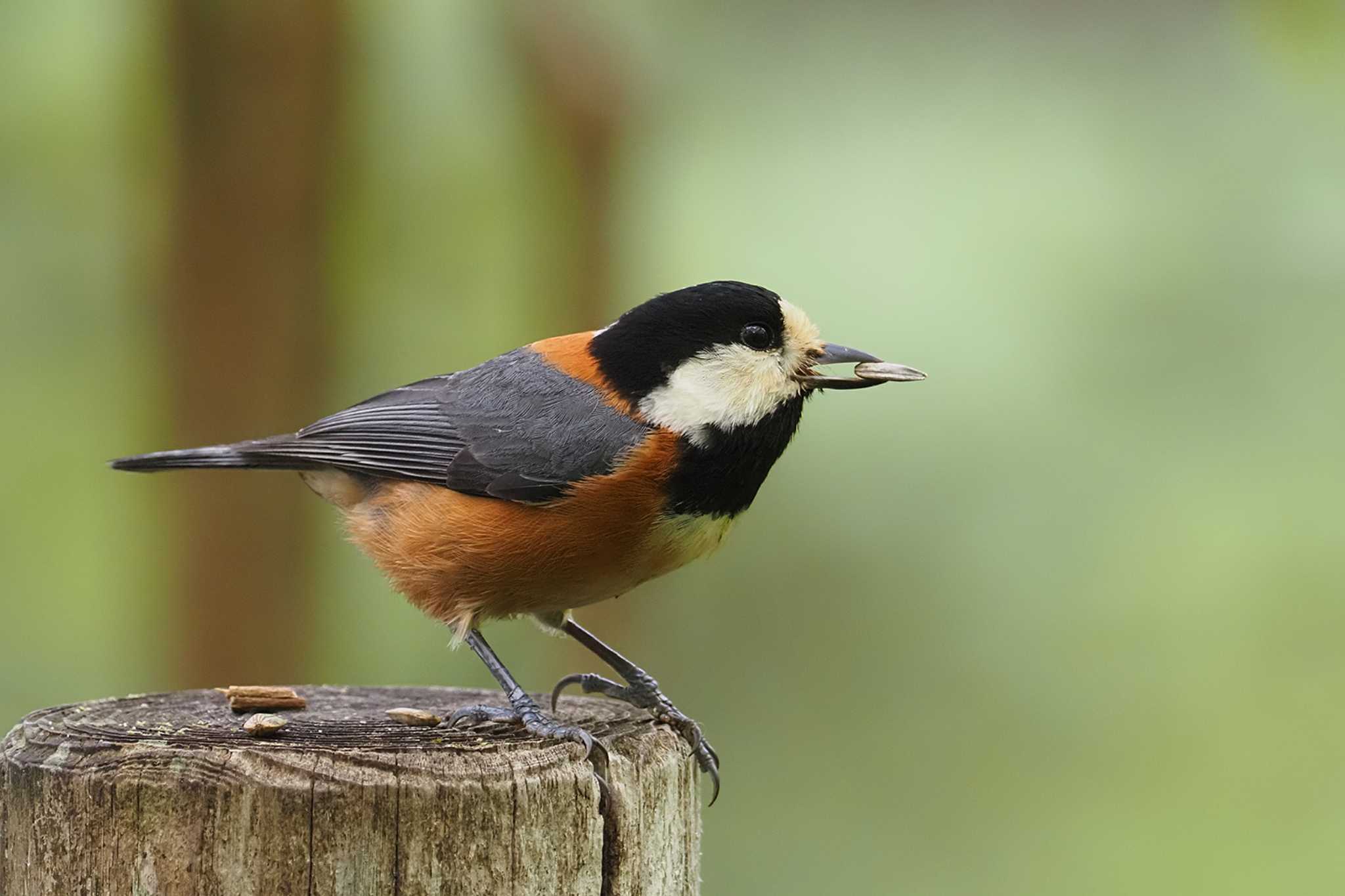 Varied Tit