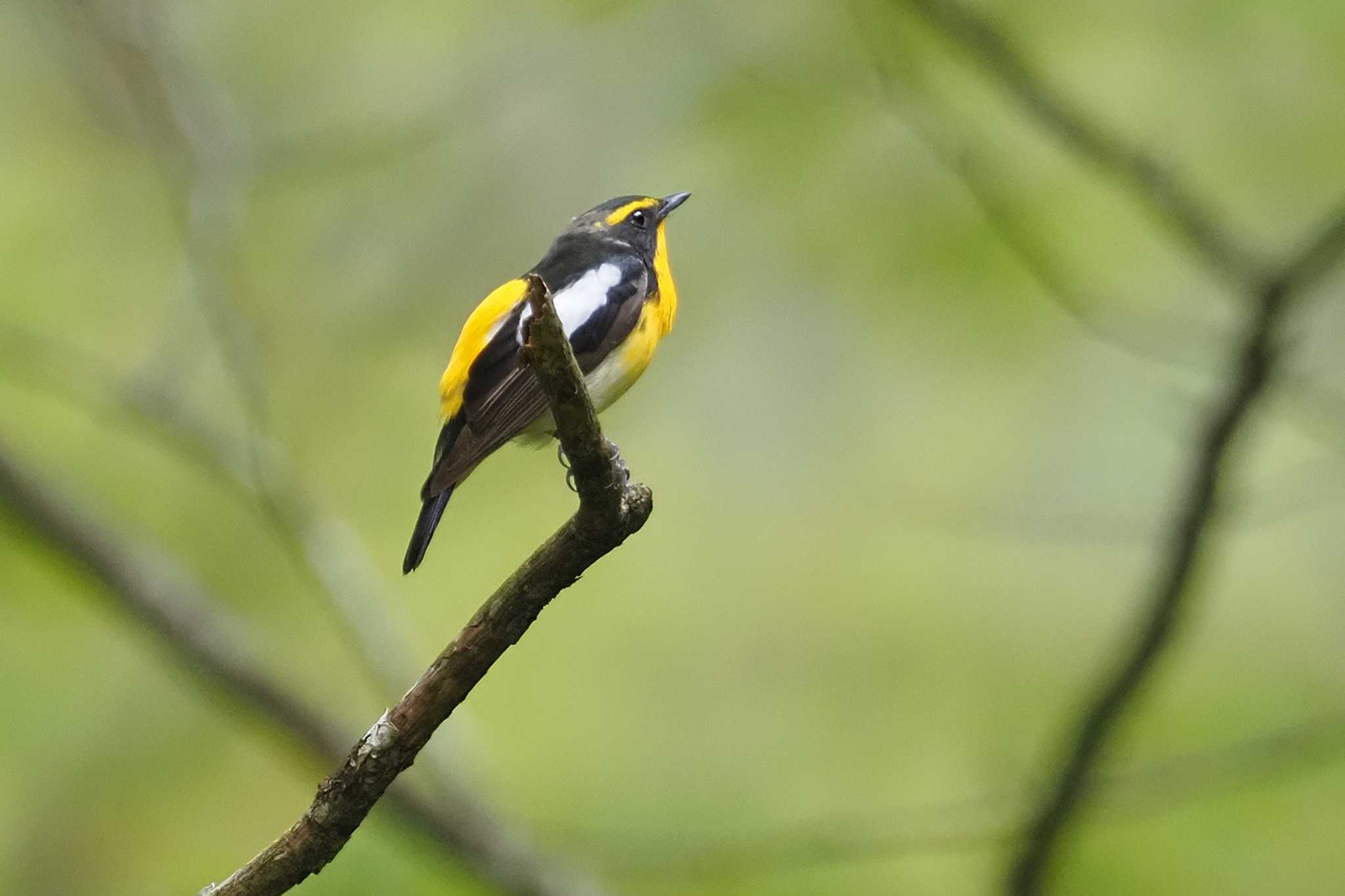 Narcissus Flycatcher