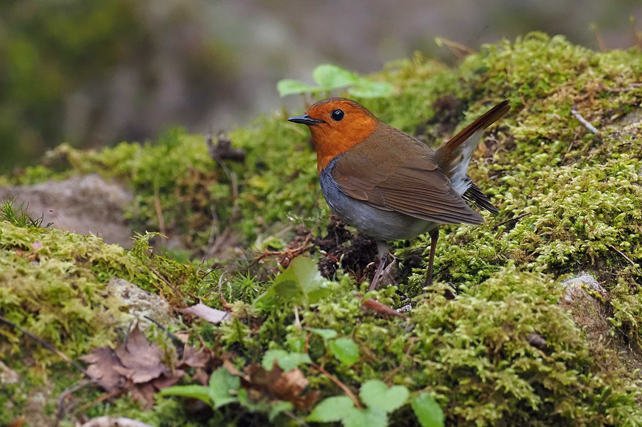 Japanese Robin