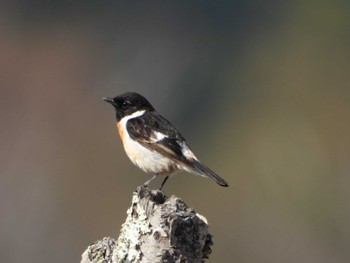 Amur Stonechat Senjogahara Marshland Wed, 5/10/2023