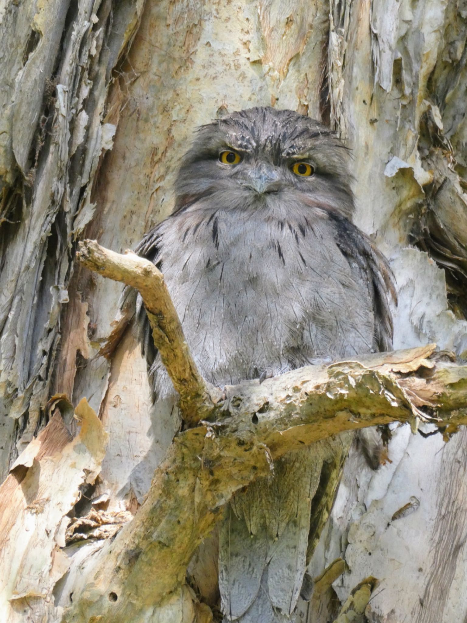 Photo of Tawny Frogmouth at Centennial Park (Sydney) by Maki