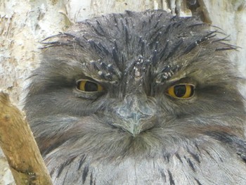 Tawny Frogmouth Centennial Park (Sydney) Wed, 5/10/2023