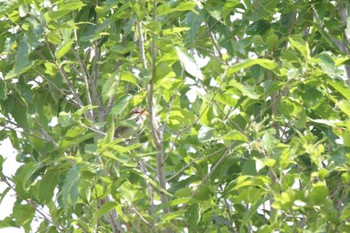 Oriental Reed Warbler 津之江公園 Thu, 5/18/2023