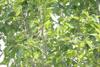 Oriental Reed Warbler 津之江公園 Thu, 5/18/2023