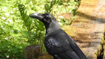 Large-billed Crow Togakushi Forest Botanical Garden Thu, 5/18/2023