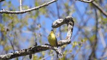 ノジコ 戸隠森林植物園(戸隠森林公園) 2023年5月18日(木)