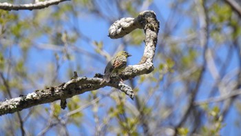 ノジコ 戸隠森林植物園(戸隠森林公園) 2023年5月18日(木)