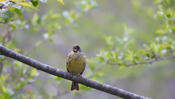 アオジ 戸隠森林植物園(戸隠森林公園) 2023年5月18日(木)