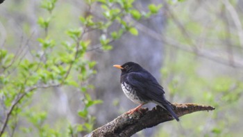 クロツグミ 戸隠森林植物園(戸隠森林公園) 2023年5月18日(木)