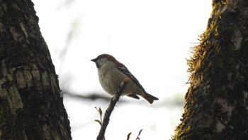 Russet Sparrow Togakushi Forest Botanical Garden Thu, 5/18/2023