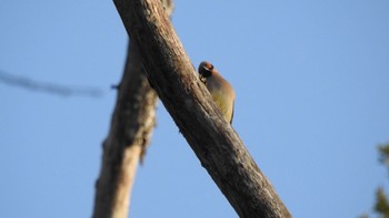 Japanese Waxwing Togakushi Forest Botanical Garden Thu, 5/18/2023