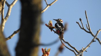 アカゲラ 戸隠森林植物園(戸隠森林公園) 2023年5月18日(木)