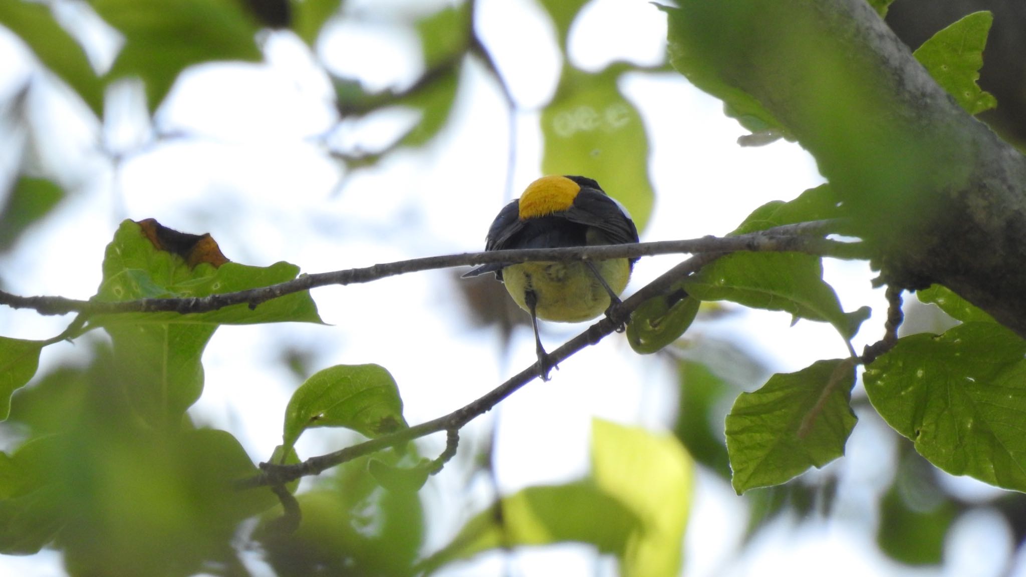 Photo of Narcissus Flycatcher at Togakushi Forest Botanical Garden by とーふ