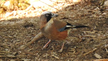 カケス 戸隠森林植物園(戸隠森林公園) 2023年5月18日(木)